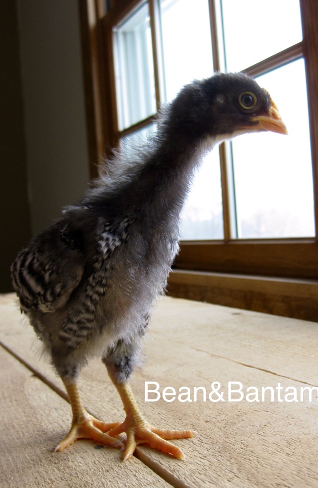 Two-week old barred rock rooster, raised in an indoor brooder inside the house 