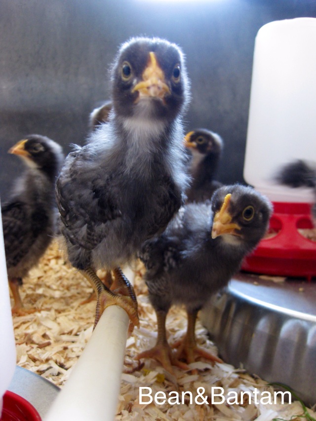 Beaky Blinders - raising chickens in an indoor brooder, inside the house