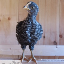 Barred rock chick at 4-plus weeks