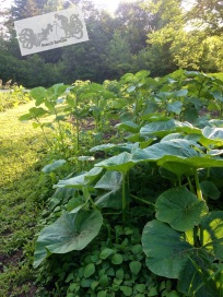 Our pumpkins (planted last month), backed with sunflowers.